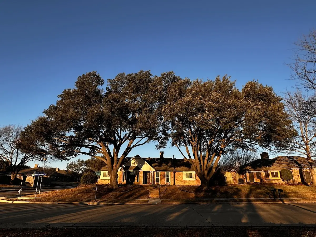 Established residential canopy tree shading a home in Whelen Springs